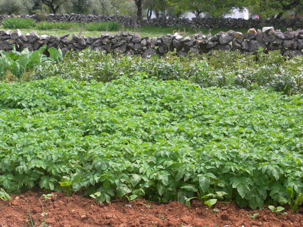 Maison d'hôtes Retiro Da Avo Lidia - Turismo Rural à Mendiga Extérieur photo