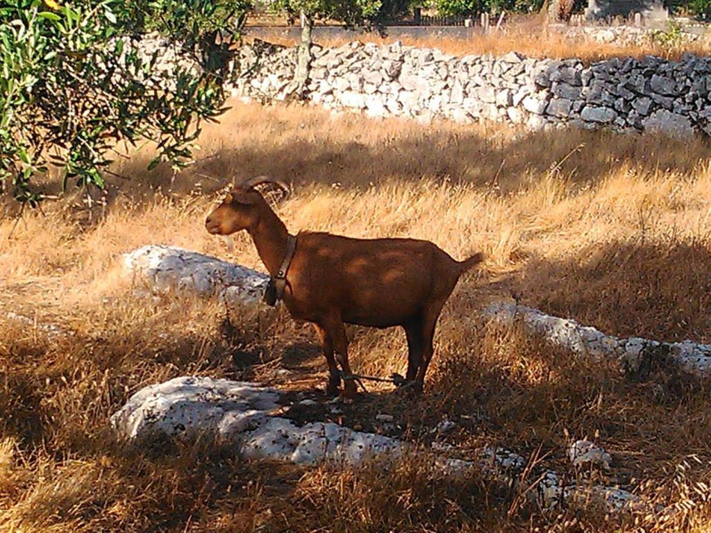 Maison d'hôtes Retiro Da Avo Lidia - Turismo Rural à Mendiga Extérieur photo